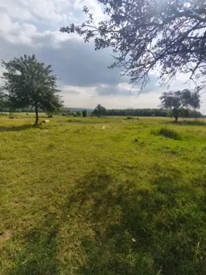 Casa+teren 5000mp, 70ml la DN 2E, zona Cacica, Radauti - imagine 2