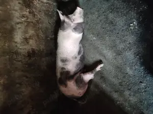 Vând porci pentru sacrificare  - imagine 4