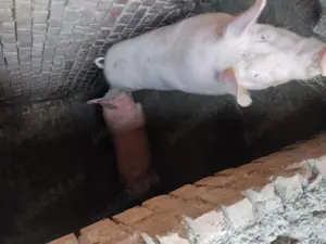 Vând porci pentru sacrificare 