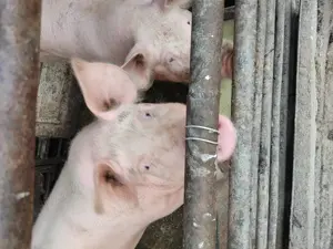 Vând porci pentru sacrificare  - imagine 3