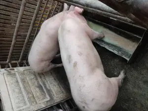 Vând porci pentru sacrificare  - imagine 5