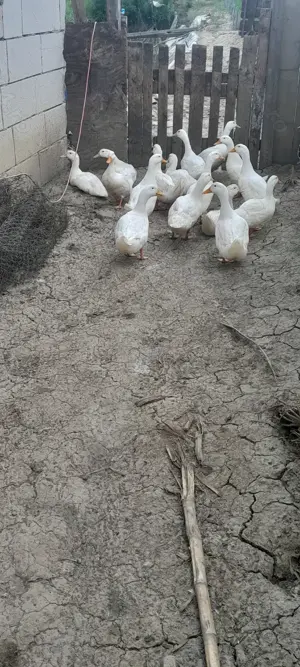 Rațe  disponibile de carne și ouă  - imagine 3 Rațe  disponibile de carne și ouă  - imagine 3