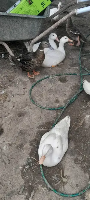 Rațe  disponibile de carne și ouă  - imagine 2 Rațe  disponibile de carne și ouă  - imagine 2