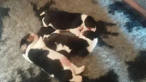 Pui beagle cu Pedigree  - imagine 3