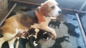 Pui beagle cu Pedigree