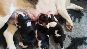 Pui beagle cu Pedigree  - imagine 4