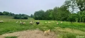 Berbecuți și oi cu mieluțe - imagine 2