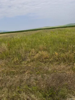 Vând loc de casă în Com. Tîrnova, Jud. Arad - imagine 4