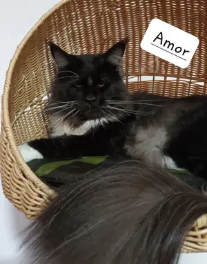 Motan Maine Coon - Timisoara - imagine 3