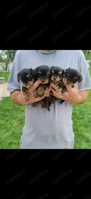  pui yorksire terier mini Toy - imagine 3