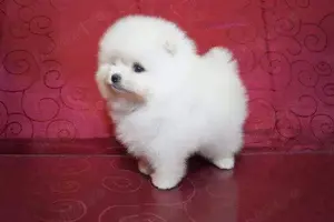 OFERTA Pomeranian  cu microcip,carnet,factura,garantie- Livrare la Bucuresti