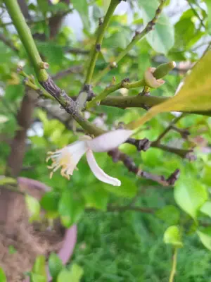 Lamai pe rod natural 12 ani - imagine 4