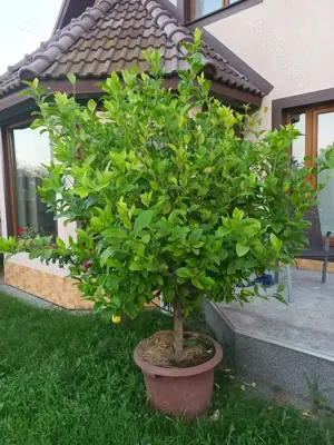 Lamai pe rod natural 12 ani