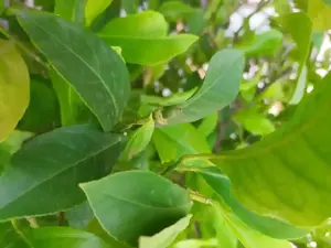 Lamai pe rod natural 12 ani - imagine 2