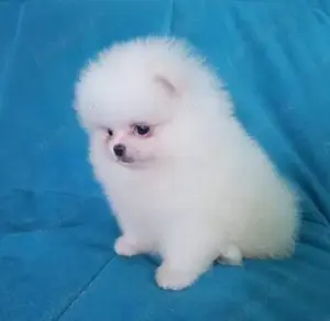 Pomeranieni mici si albi,jucausi si sanatosi-cu pasaport-Livram in tara si la Sibiu