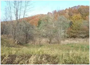 Vanzare teren foarte avantajos - imagine 4