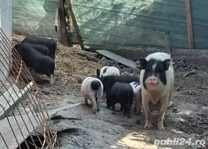 purcei vietnamezi  - imagine 3