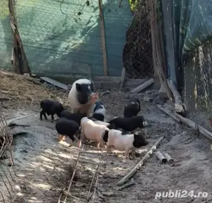 purcei vietnamezi  - imagine 2