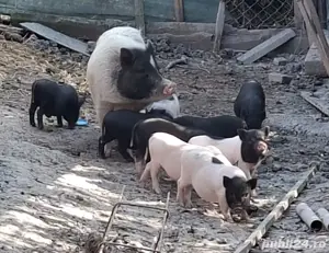 purcei vietnamezi  - imagine 4