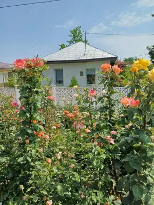 Vand casă amara - imagine 9