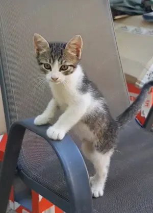 Adopție 4 pisici de 5 luni  - imagine 2