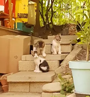 Adopție 4 pisici de 5 luni  - imagine 5