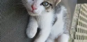 Adopție 4 pisici de 5 luni  - imagine 4