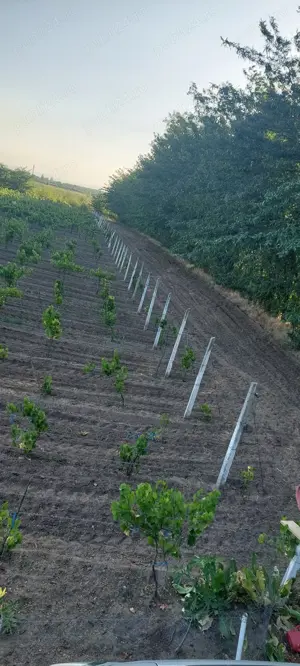 Teren extravilan în Ivești    - imagine 8