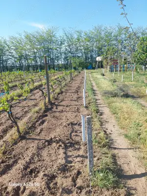 Teren extravilan în Ivești    - imagine 5