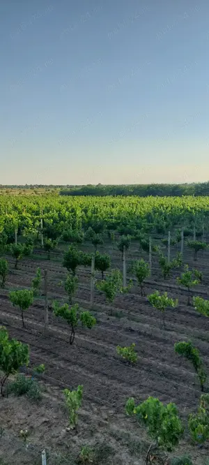 Teren extravilan în Ivești    - imagine 4