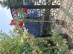 Vând leandru alb, roz, roșu la ghiveci