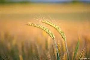 Vand teren arabil 20 ha Stalpu jud. Buzau