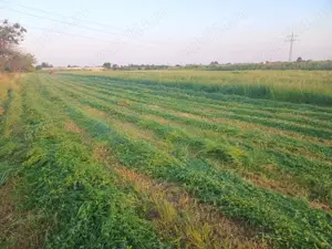 Fan - amestec 25 lei balotul  - imagine 3