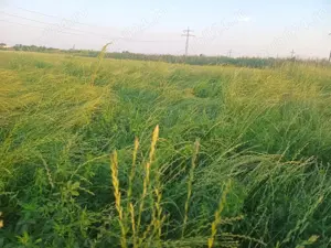 Fan - amestec 25 lei balotul  - imagine 4