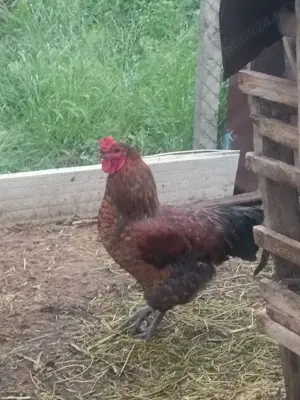 Cocosi frumos colorati