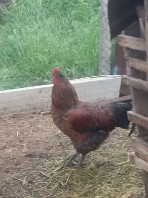 Cocosi frumos colorati - imagine 3