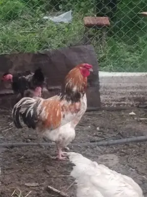 Cocosi frumos colorati - imagine 2