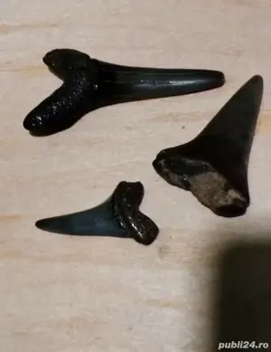 Fosile dinți de Megalodon 