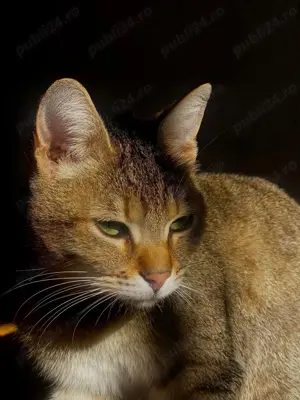 Lina isi cauta om! - imagine 2