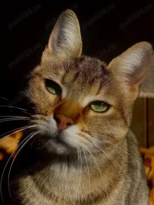 Lina isi cauta om! - imagine 3