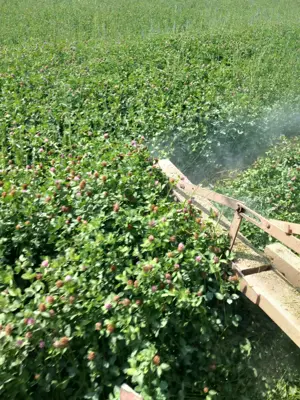 Vând baloți trifoi 17 lei bucata