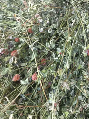 Vând baloți trifoi 15 lei bucata - imagine 2