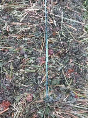 Vând baloți trifoi 15 lei bucata - imagine 3