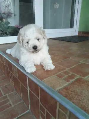 Bichon deparazitați, foarte jucăuși  - imagine 3