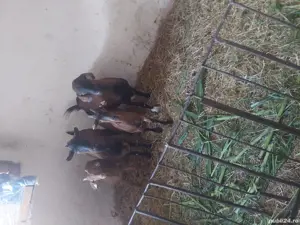 vând  țapi - imagine 2