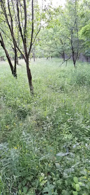 teren extravilan Brebu Prahova 1463 mp - imagine 2