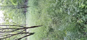 teren extravilan Brebu Prahova 1463 mp - imagine 7