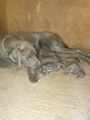 Dog german (marele danez) - imagine 2 Dog german (marele danez) - imagine 2