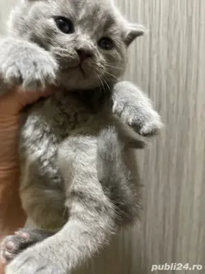 puiuuti scotieh - imagine 2