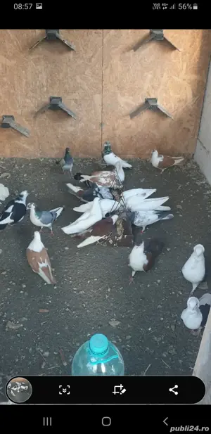 De vînzare jucători de galați - imagine 2